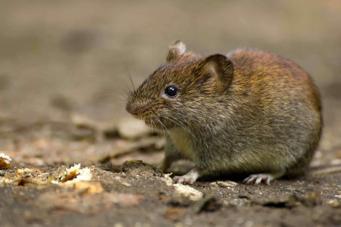 How to Protect Tulip Bulbs From Voles