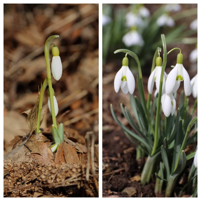 Celebrating Spring Bulbs - From Bud to Bloom