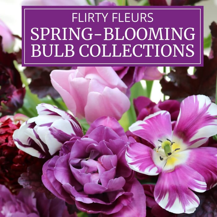 New Flirty Fleurs Spring-Blooming Bulb Collections