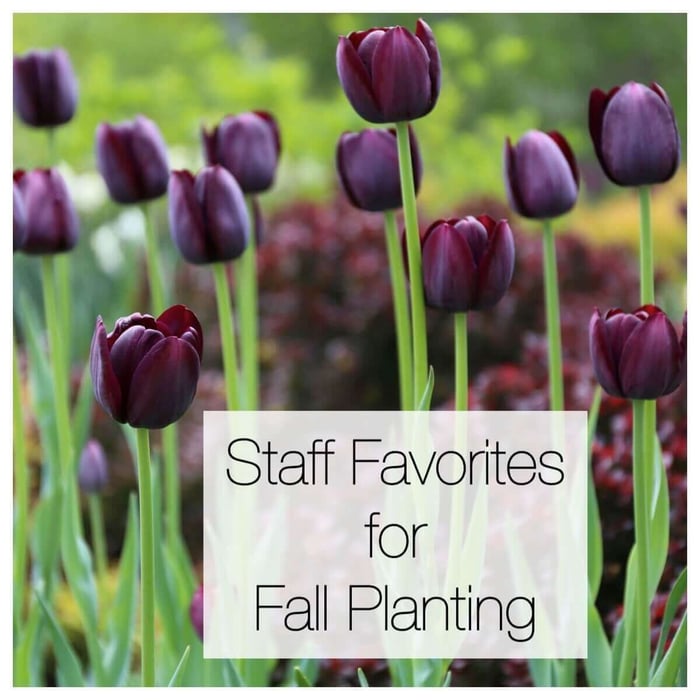 This Year's Staff Favorites for Fall Planting