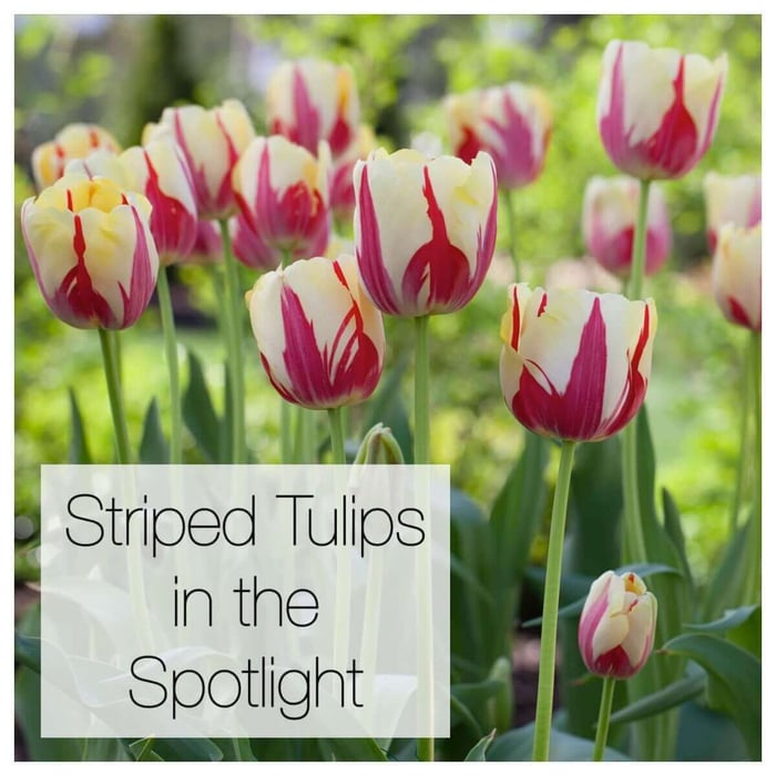 Striped Tulips in the Spotlight