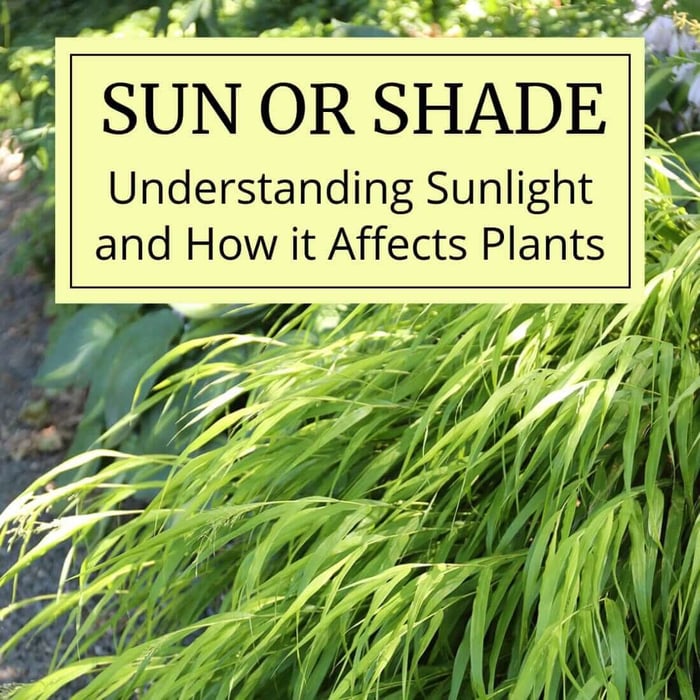 Sun or Shade: How Sunlight Affects Plants