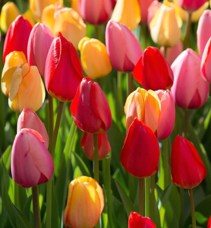 Spring-Blooming Bulbs: We Want Your Reviews!