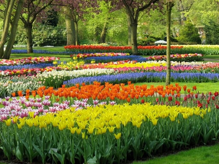 How We Select the Best Spring-Flowering Bulbs for Your Garden