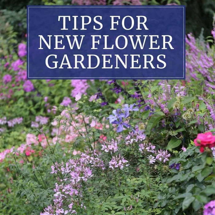 7 Tips for Beginning Flower Gardeners