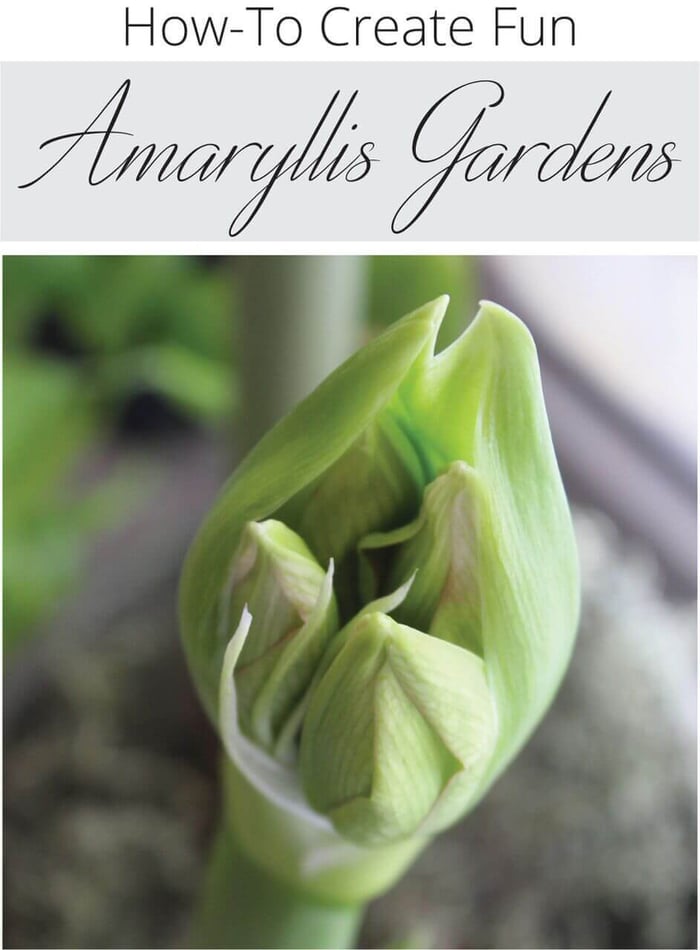 How to Plant an Indoor Amaryllis Garden