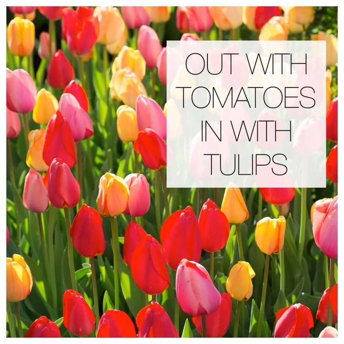 Out with the Tomatoes, In with the Tulips