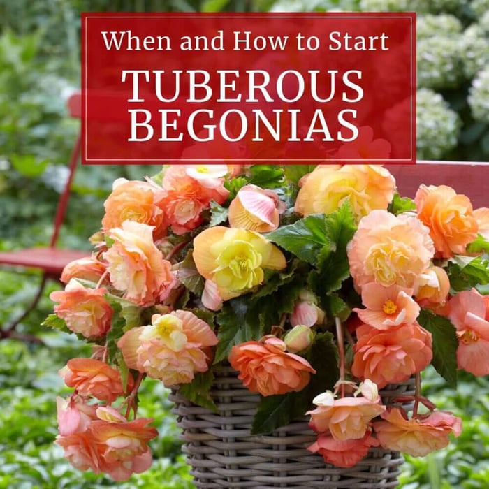 Tuberous Begonias: How and When to Start Them Indoors