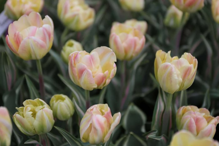 What Were Your Favorite Spring Bulbs?