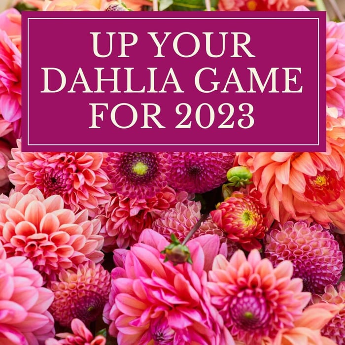 Up Your Game with New Dahlias for 2023