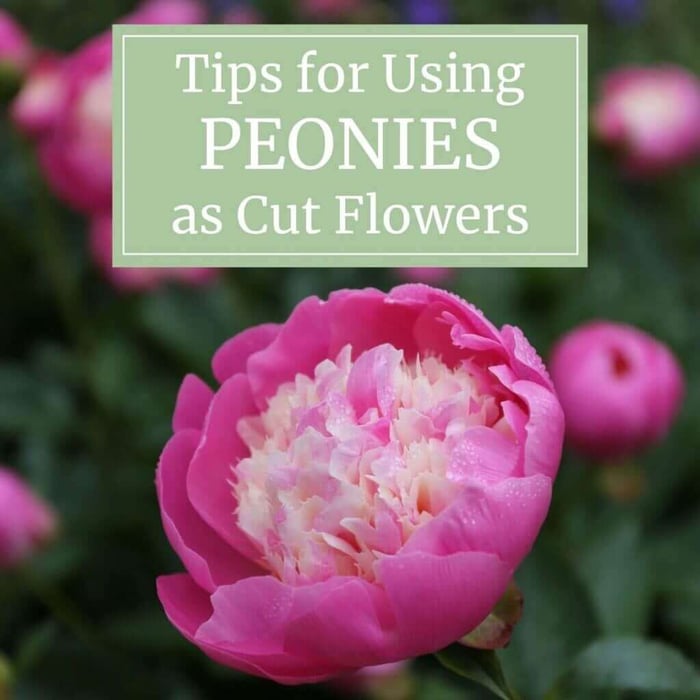 Tips for Using Peonies as Cut Flowers