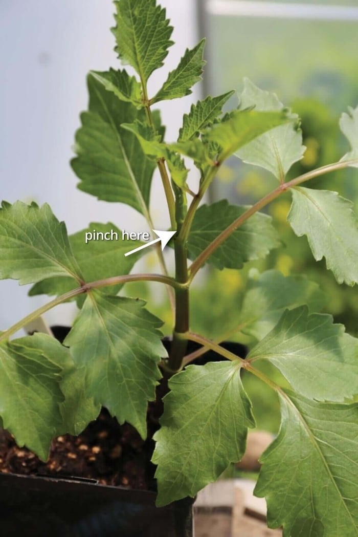 Growing Dahlias: How and Why to Pinch Your Plants