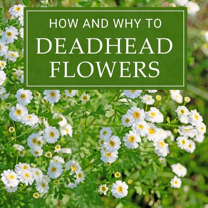 Off With Their Heads: How and Why to Deadhead Flowers