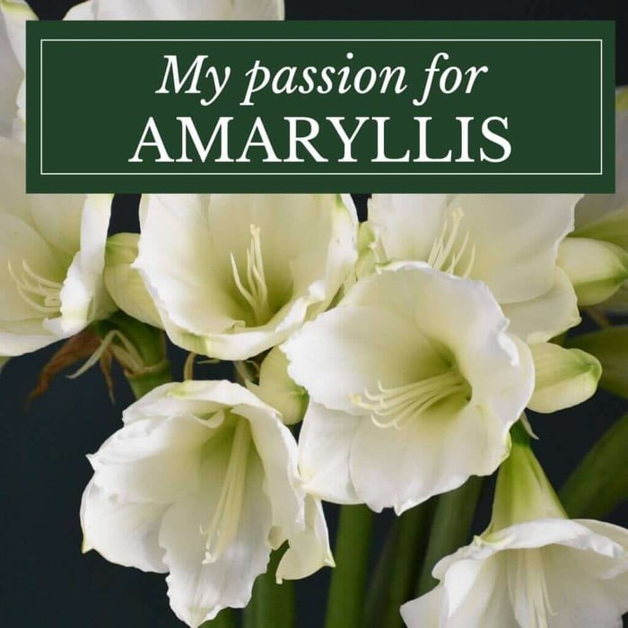 My Passion for Amaryllis