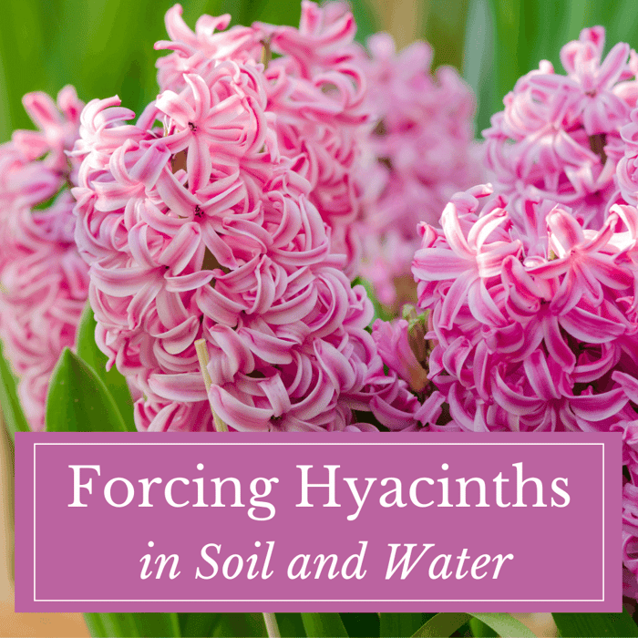 How to Force Hyacinths in Soil and Water