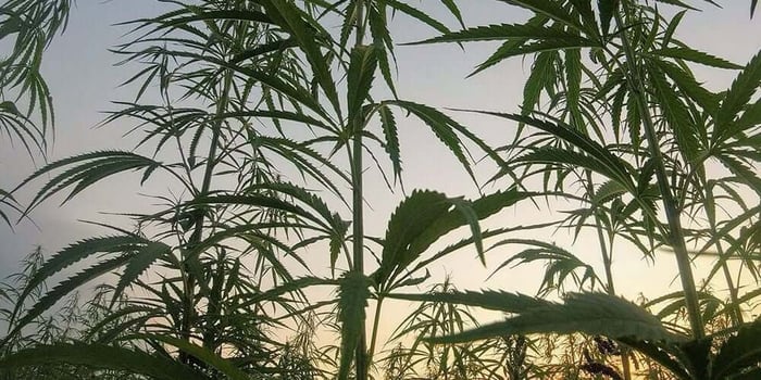 How The History of Hemp Led To Delta 8