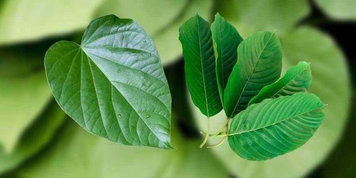 What's The Difference Between Kava and Kratom?