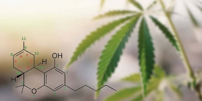 How To Make Delta 8 THC?