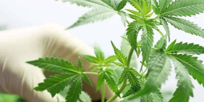 What Does Delta 8 THC In Flower Feel Like?