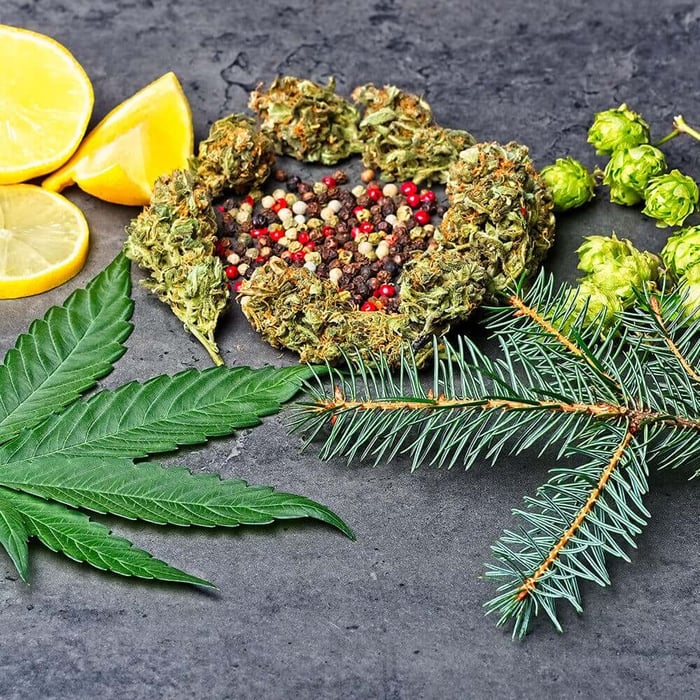 What Are Terpenes and How Do They Affect The Body?