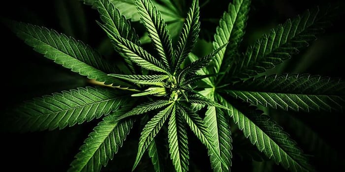 The Difference Between Sativa, Indica, and Hybrid Strains