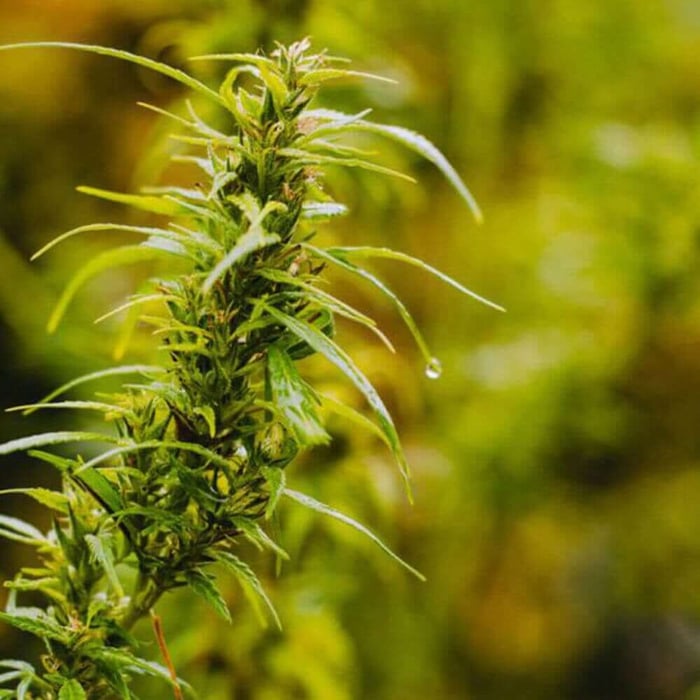 Hemp and Marijuana: What's The Difference?