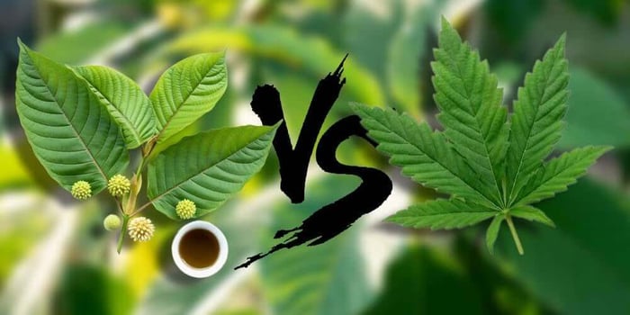 Kratom vs. Cannabis: Which One is the Best Option for You?