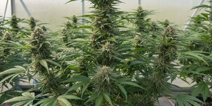 Liquid Diamonds vs Live Resin Vapes