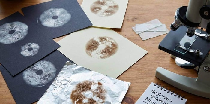 Best Spore Prints for Microscopy (Beginner-Friendly Picks)