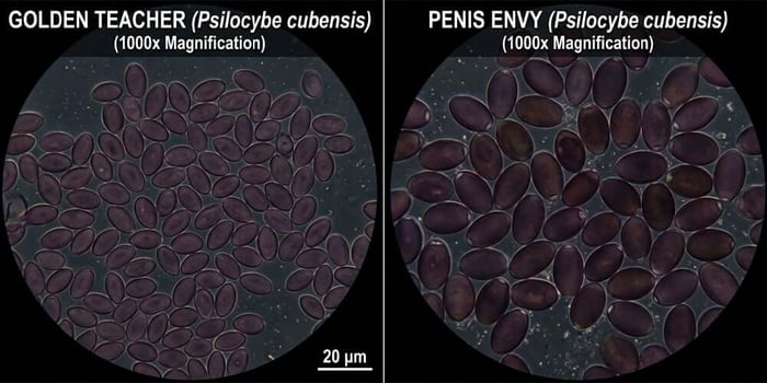 Golden Teacher vs Penis Envy spores 1000x magnification side by side