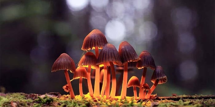 Microscopy Ethics & Legality: Studying Mushroom Spores Responsibly in the U.S.