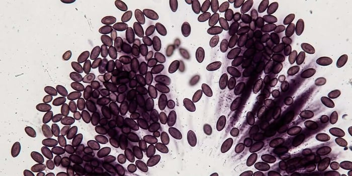 Psilocybe ovoideocystidiata spore print violaceous dark microscopy specimen