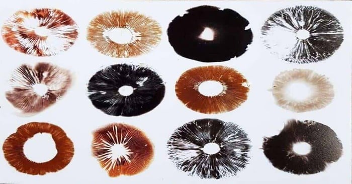 What Are Spore Prints and What Are They Used For?