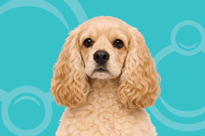 Cocker Spaniel Temperament and Grooming Considerations