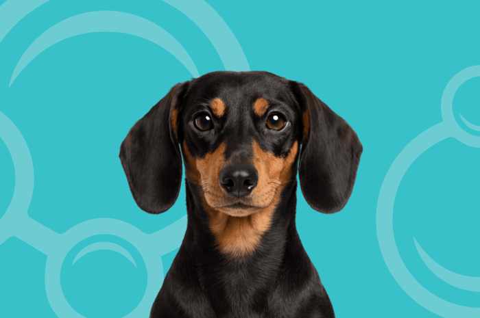 Smooth Dachshund Temperament and Grooming Considerations