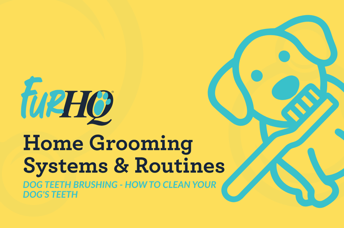 Dog Teeth Brushing - How to Clean Your Dog's Teeth