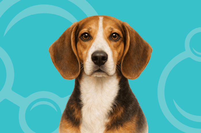 English Foxhound Temperament and Grooming Considerations
