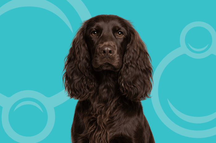 Field Spaniel Temperament and Grooming Considerations