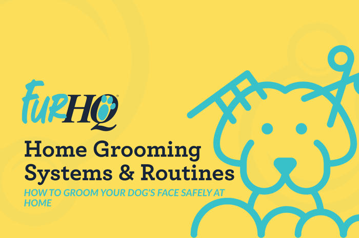 How to Groom Your Dog's Face Safely at Home