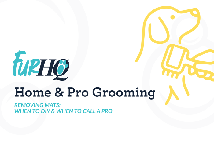 Removing Mats From Dog Fur: When to DIY and When to Call a Professional