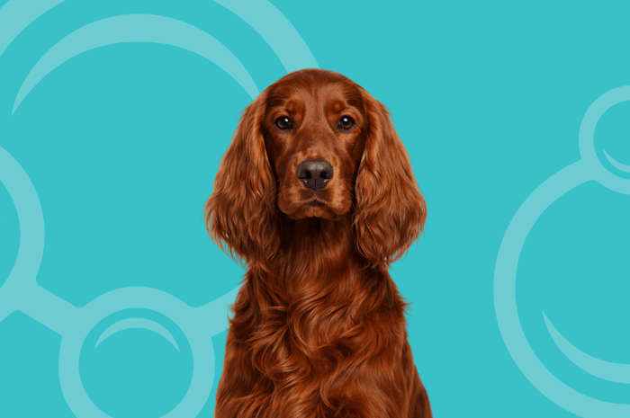 Irish Setter Temperament and Grooming Considerations