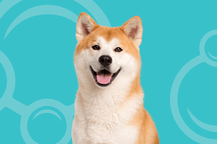 Japanese Akita Temperament and Grooming Considerations