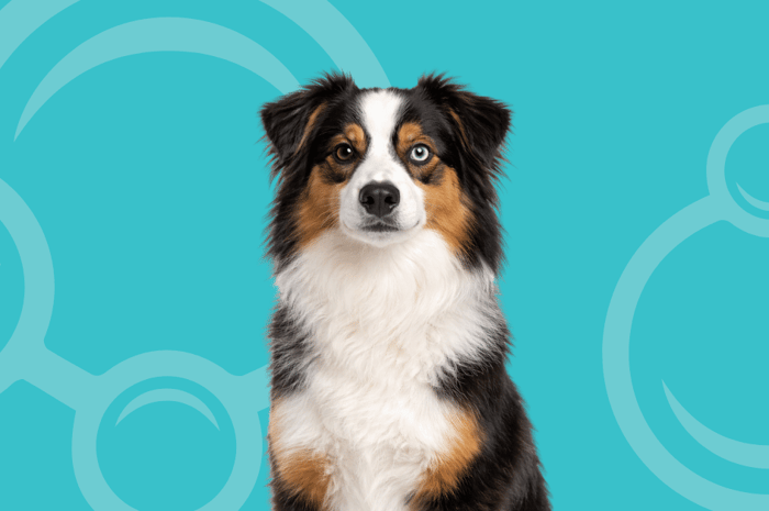 Miniature American Shepherd Temperament and Grooming