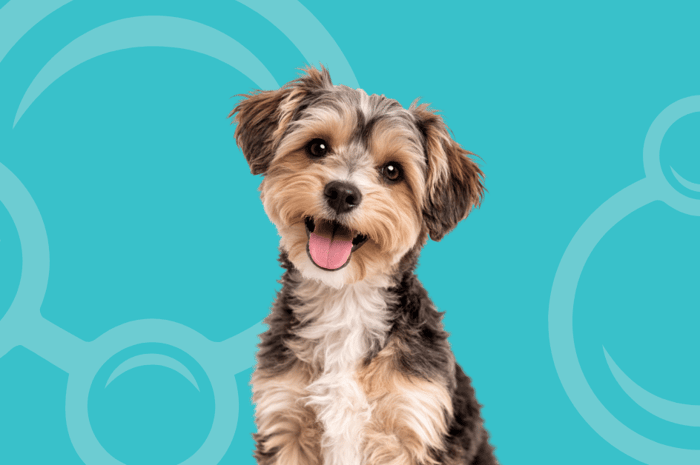 Morkie Temperament and Grooming Considerations