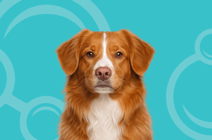Nova Scotia Duck Tolling Retriever Temperament and Grooming