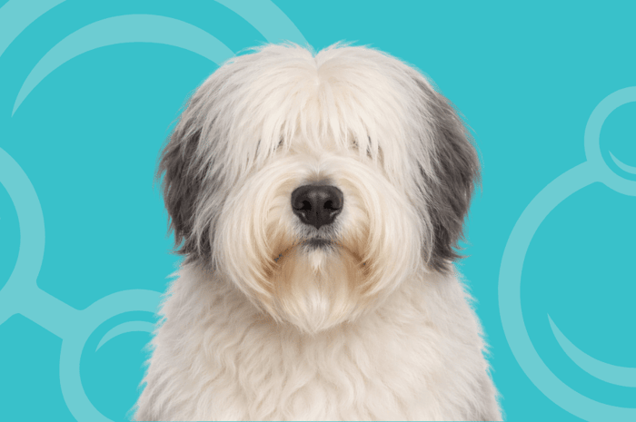 Old English Sheepdog Temperament and Grooming