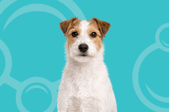 Parson Russell Terrier Temperament and Wire Coat Grooming