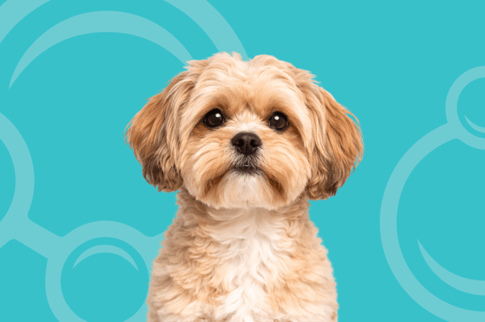 Peekapoo Temperament and Grooming Considerations