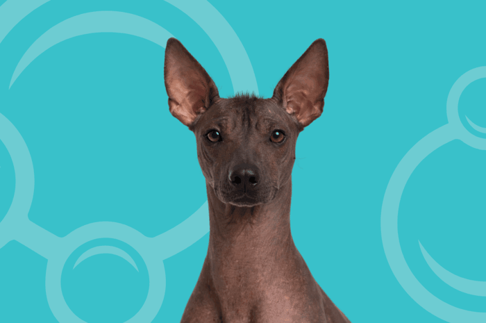Peruvian Inca Orchid Temperament and Grooming Considerations