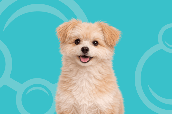 Pomapoo Temperament and Grooming Considerations